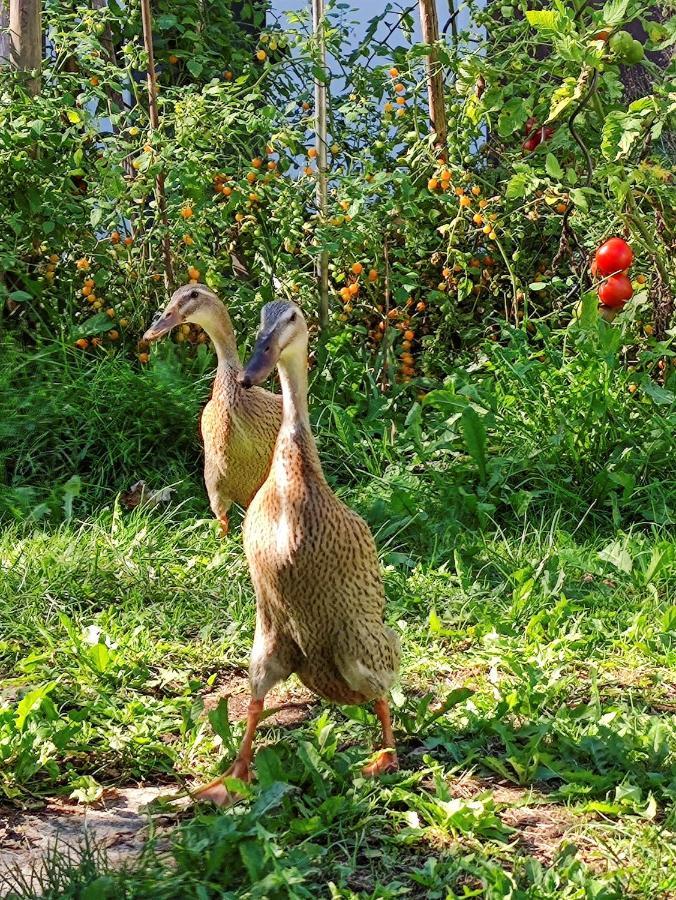 Modernes Zimmer Am Park Mit Garten, Huehner & Enten Monachium Zewnętrze zdjęcie